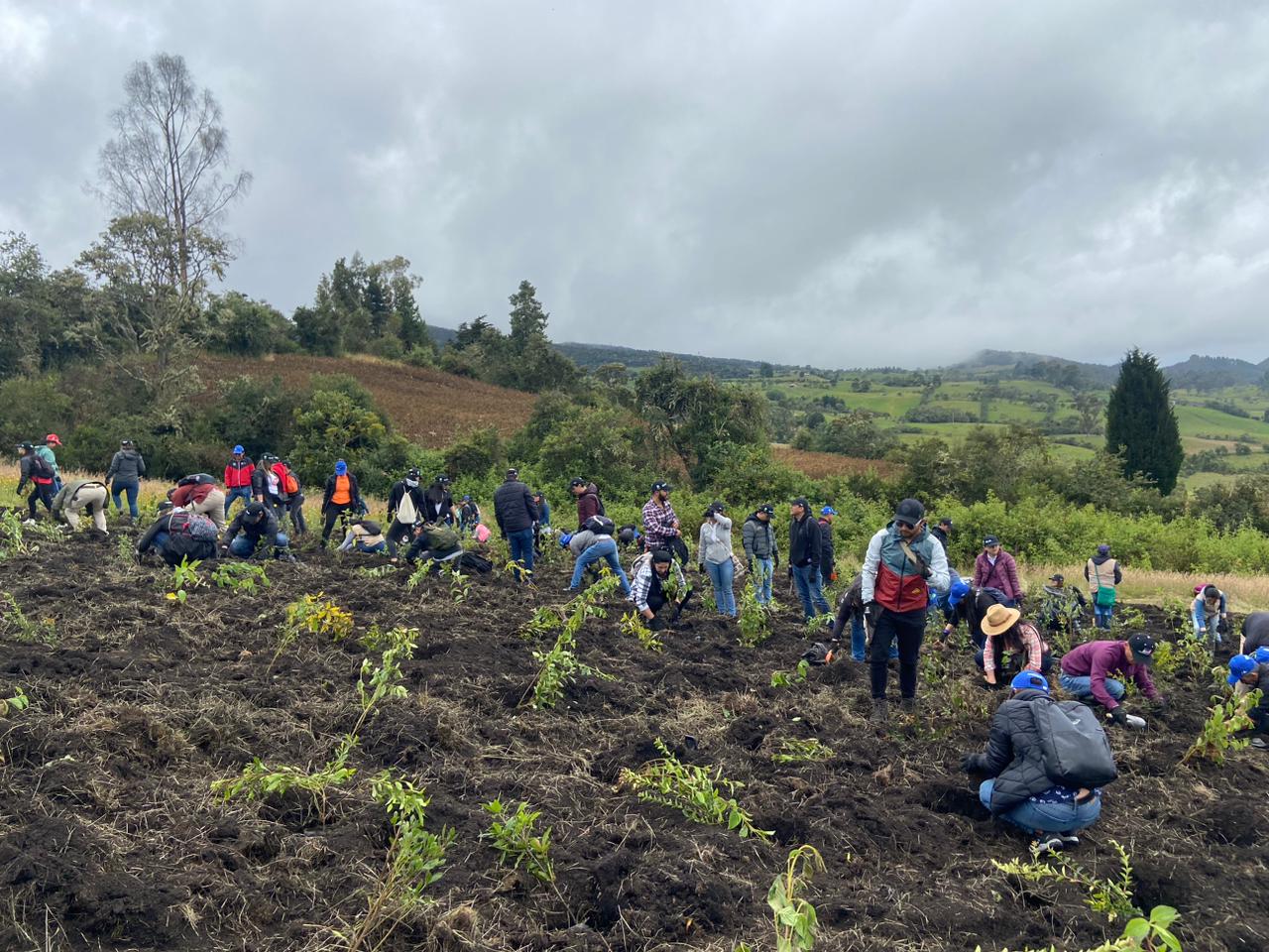 El programa Bosque Toyota ha logrado recuperar y preservar una importante área de bosques con el cultivo de especies autóctonas